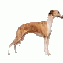 whippet