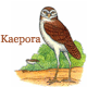 Kaepora